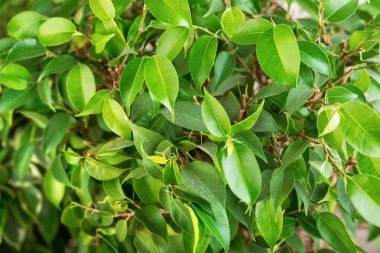 Doku küçük Ficus Benjamin close-up bırakır