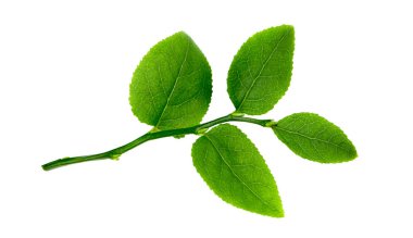 Bilberry bush yaprak beyaz zemin üzerinde bir dalı makro çekim