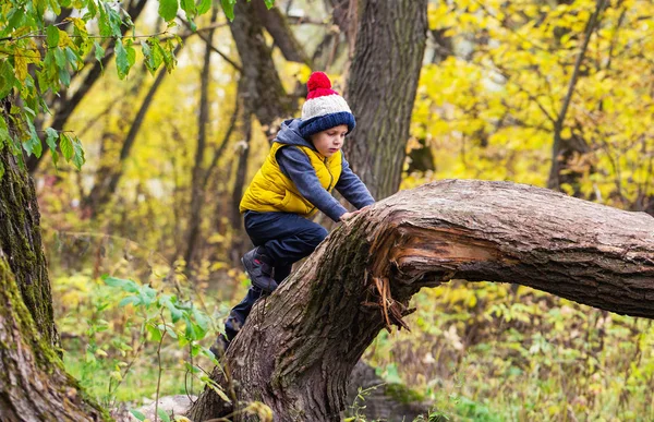 A little boy clambers, balances and sits on a fallen tree trunk, dressed in warm clothes and a hat with a punpon in a yellow autumn forest on a sunny day.