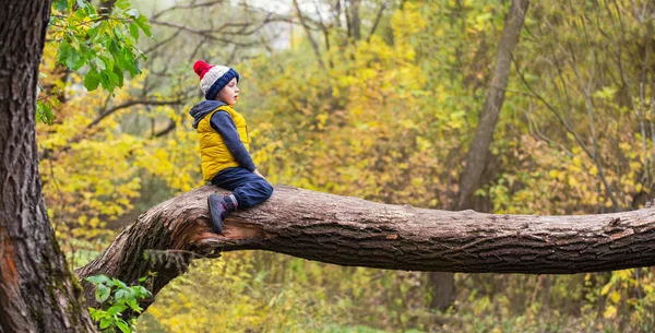 A little boy clambers, balances and sits on a fallen tree trunk, dressed in warm clothes and a hat with a punpon in a yellow autumn forest on a sunny day. Long wide panorama