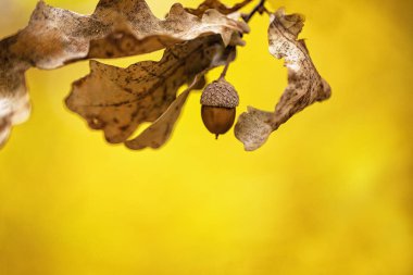 Küçük bir meşe dal kuru yaprakları ve altın arka plan sonbahar ormanın üzerinde tek bir meşe palamudu ile