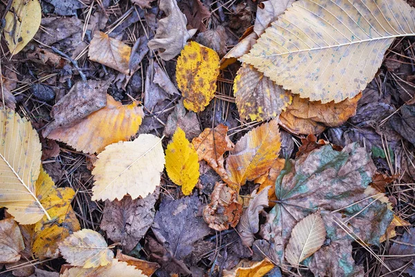 Ξηρό Πεσμένα Φύλλα Πολύχρωμο Φθινόπωρο Δάσος Top View — Φωτογραφία Αρχείου