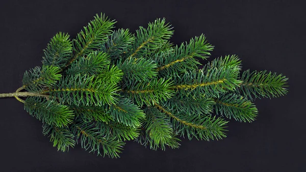 Fir branch — Stock Photo, Image