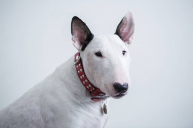 Sevimli beyaz standart İngiliz bull terrier oturur beyaz bir arka plan üzerinde izole ve kameraya doğru görünüyor.
