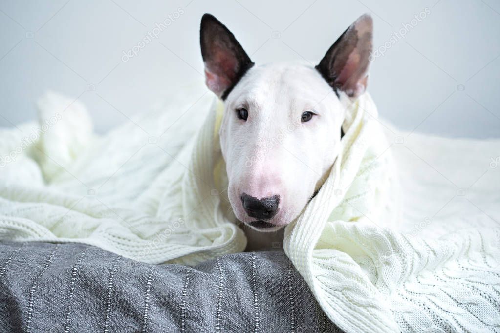 A cute white English bull terrier is sleeping on a bed under a white knitted blanket. Winter Is Coming