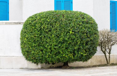 Mavi penceresi olan bir otantik Yunan ev duvarlarının zemin karşı kesilmiş oval bush şeklinde