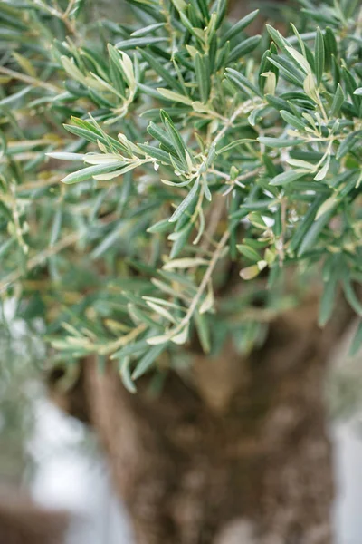 Junger Olivenbaum Mit Verschwommenen Stämmen Hintergrund — Stockfoto