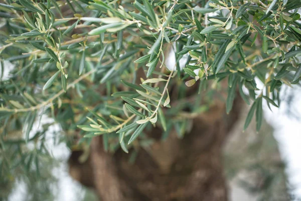 Young Olive Tree Blurred Trunks Background — Stock Photo, Image