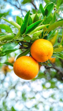 Mavi gökyüzü güneşli bir dal olgun mandalina