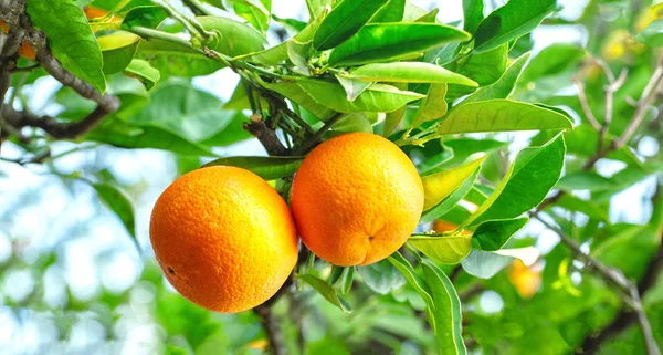 Mandarinas Maduras Una Rama Contra Cielo Azul Día Soleado — Foto de Stock