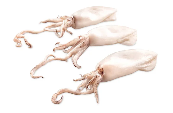 Three young baby squid — Stock Photo, Image