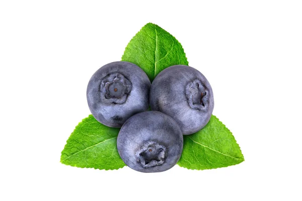 Macro shot of a branch of a bilberry bush leaf — Stock Photo, Image