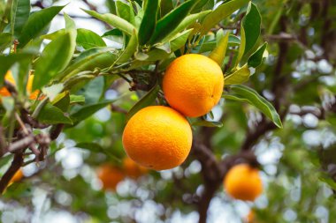 Bir ağaç dalı üzerinde sulu mandalina