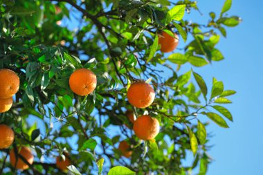 Bir ağaç dalı üzerinde sulu mandalina