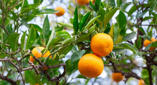 Mandarinas jugosas en una rama de árbol — Foto de Stock