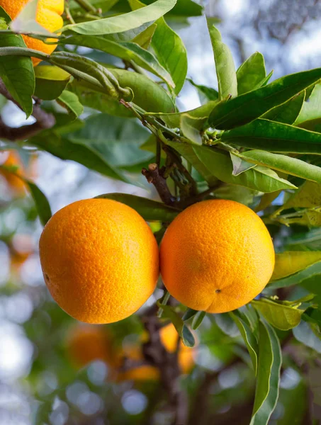 Mandarinas jugosas en una rama de árbol — Foto de Stock