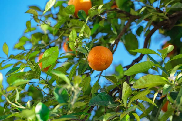 Соковиті мандарини на гілці дерева — стокове фото
