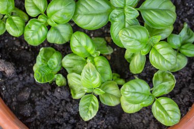 Seramik pişmiş toprak kapta genç fesleğen 