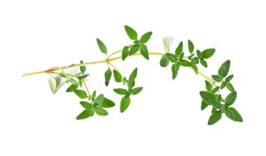 Bir dal taze yeşil kekik.