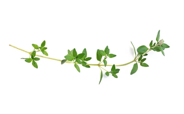 En kvist färsk grön timjan — Stockfoto