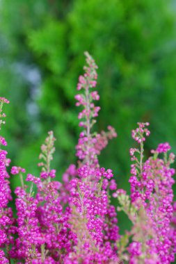Mor bahçe fundalığının makro görüntüsü
