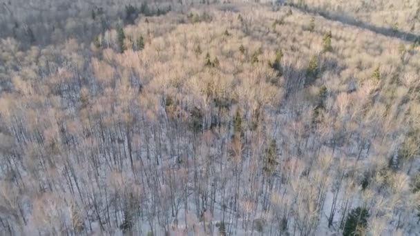 Paesaggio invernale con foresta. — Video Stock