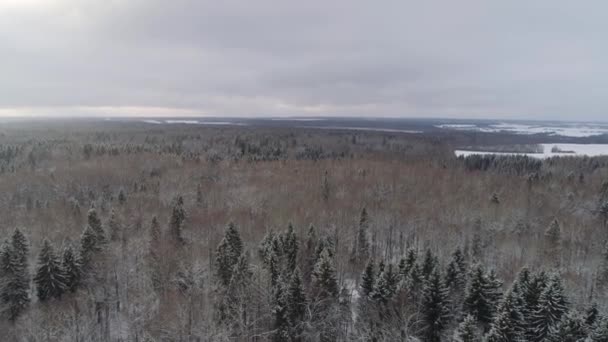 冬の風景の森とフィールドします。冬の風景. — ストック動画