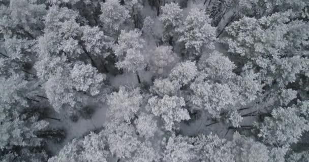 Paysage hivernal avec forêt. — Video