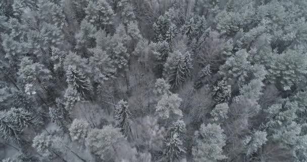 Winter landscape with forest. — Stock Video