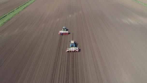 Αυξανόμενη σαλάτα στο πεδίο αγρόκτημα. — Αρχείο Βίντεο