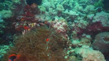 Palyaço balığı tehlikede actinia içinde.