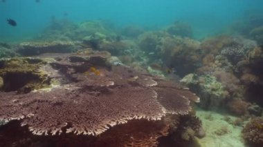 Mercan ve tropikal balık. Filipinler, Mindoro.
