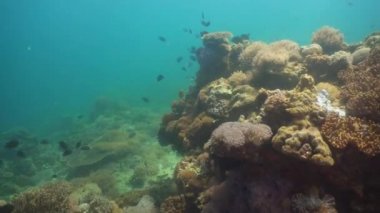 Mercan ve tropikal balık. Filipinler, Mindoro.