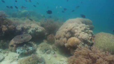 Mercan ve tropikal balık. Filipinler, Mindoro.