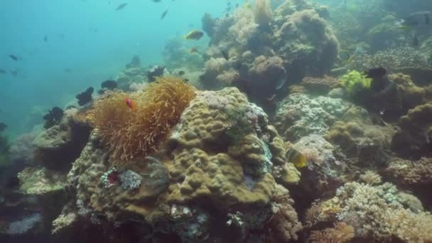 Peixe-palhaço Anemonefish in actinia . — Vídeo de Stock