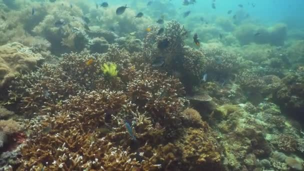 Recifes de coral e peixes tropicais. Filipinas, Mindoro . — Vídeo de Stock