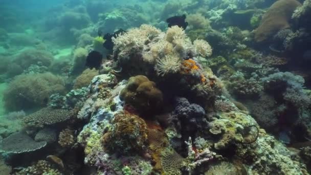 Recifes de coral e peixes tropicais. Filipinas, Mindoro . — Vídeo de Stock