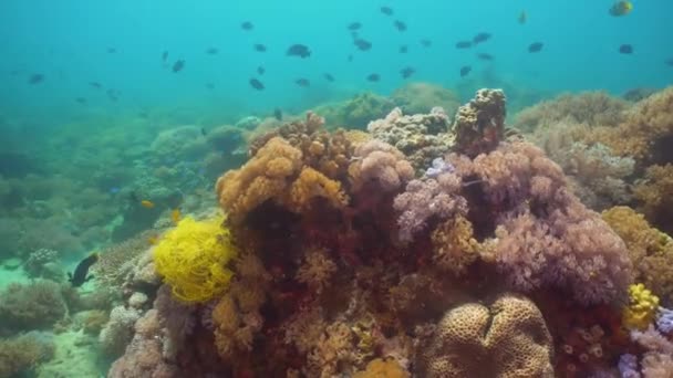 Recifes de coral e peixes tropicais. Filipinas, Mindoro . — Vídeo de Stock