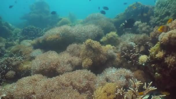 Recifes de coral e peixes tropicais. Filipinas, Mindoro . — Vídeo de Stock