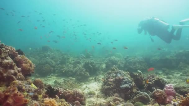 Scuba dalgıç su altında. Filipinler, Mindoro. — Stok video