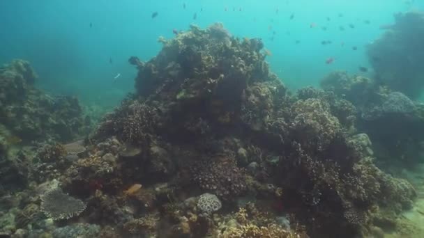 Barriera corallina e pesce tropicale. Filippine, Mindoro . — Video Stock