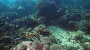 Mercan ve tropikal balık. Filipinler, Mindoro.