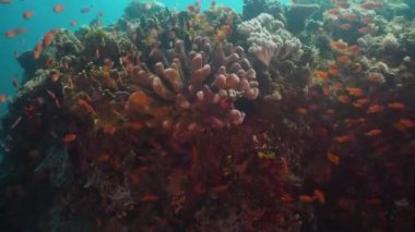 Mercan ve tropikal balık. Filipinler, Mindoro.