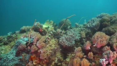 Mercan ve tropikal balık. Filipinler, Mindoro.