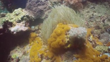 Coral reef. Philippines, Mindoro.