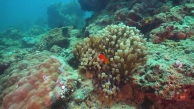 Palyaço balığı tehlikede actinia içinde.