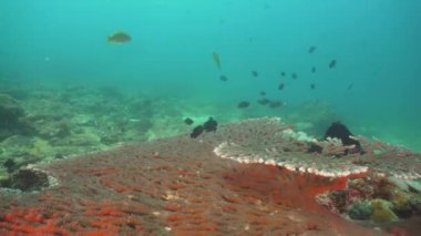 Mercan ve tropikal balık. Filipinler, Mindoro.