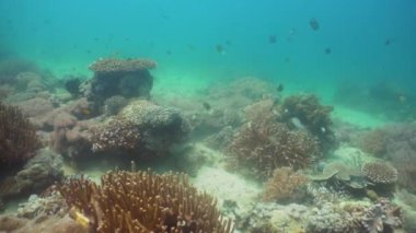 Mercan ve tropikal balık. Filipinler, Mindoro.
