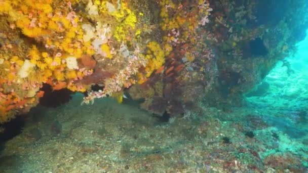 Arrecife de coral y peces tropicales. Filipinas, Mindoro . — Vídeo de stock