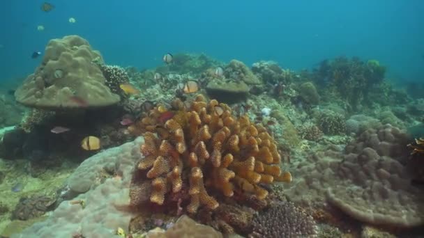 Arrecife de coral y peces tropicales. Filipinas, Mindoro . — Vídeos de Stock